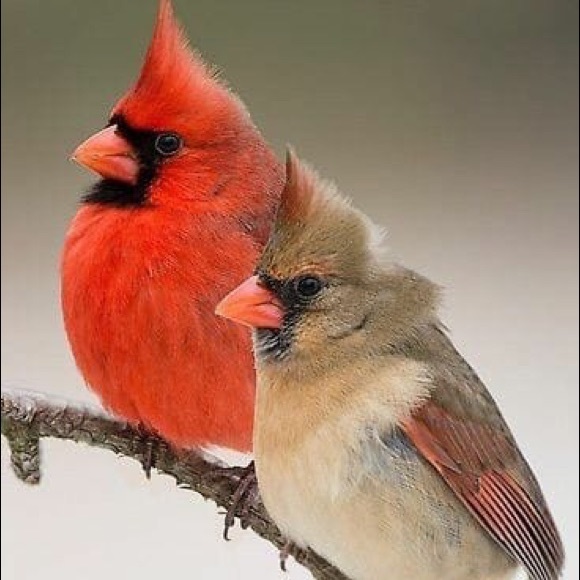 windyredbird
